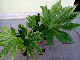 30 cm ↕️  FATSIA JAPONICA Outdoor / Indoor Superpflanze 🌿 3