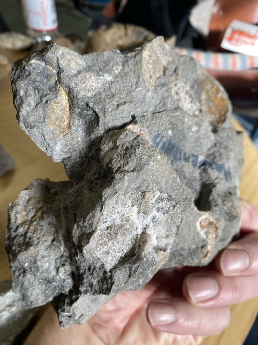 Fossili: Nautilus Fossilien Pyrit – Usato da Liestal venduto da Stephanoceras1 1