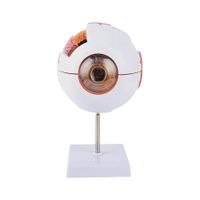 ✅NEU Menschliches Auge Augapfel Hornhaut