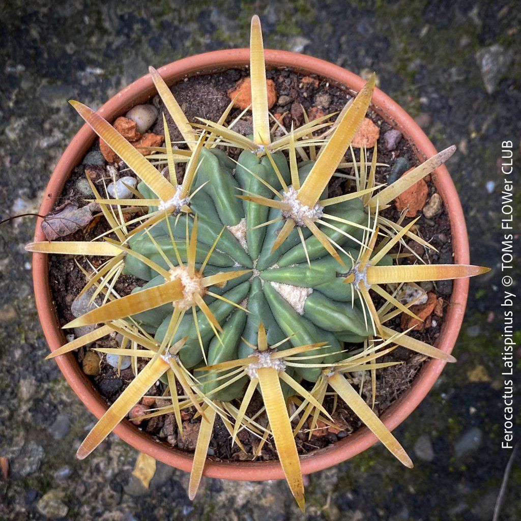 Pflanzen & Samen: Ferocactus Latispinus - Sonne liebender Kaktus – Neu und originalverpackt aus Adliswil von astom369