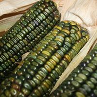 50 Samen OAXACAN GREEN Mais