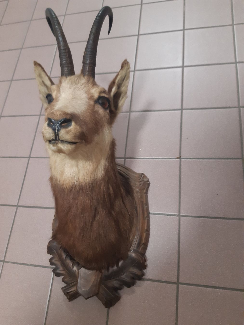 Il mondo degli animali: CHAMOIS Forêt noir. Taxidermie – Usato da Genève venduto da dieudedieu 1