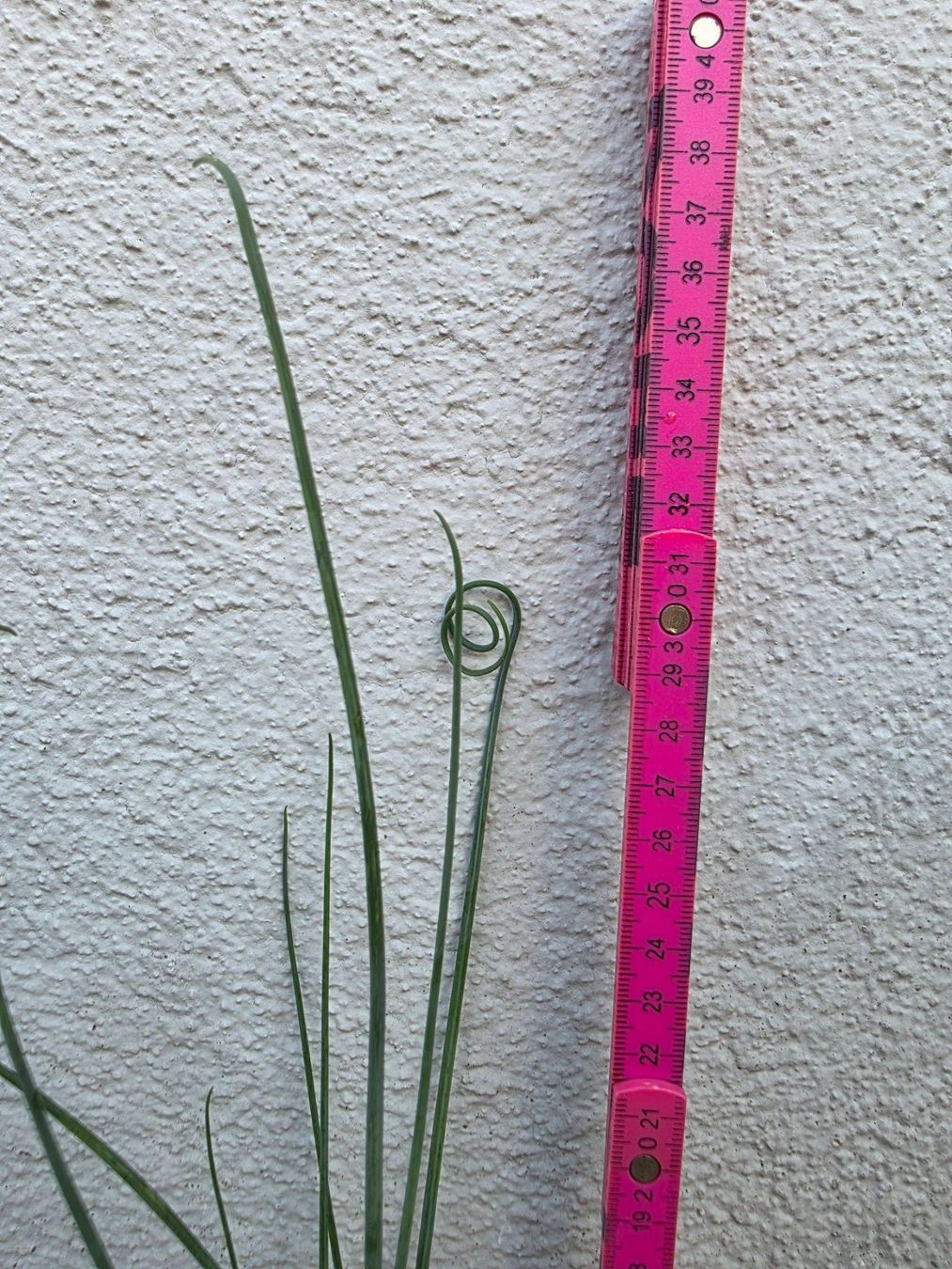 Piante & sementi: Albuca spiralis cv. Frizzle Sizzle – Nuovo (secondo la descrizione) da Thalheim venduto da silvara01 3