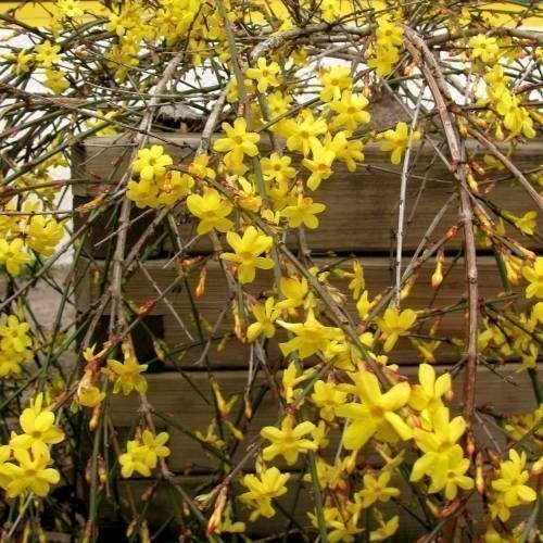 Piante & sementi: Jasmin d'hiver   2x   20-30cm – Nuovo e nell'imballaggio originale da Bremblens venduto da FIBONACCI369 2