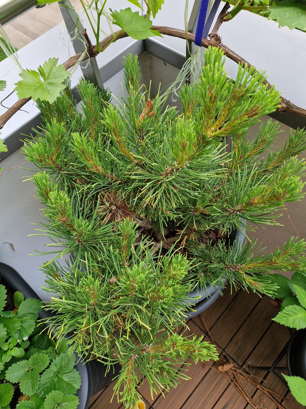 Piante & sementi: Pinus mugo Winter Gold – Usato da Dübendorf venduto da Olenaaa 3