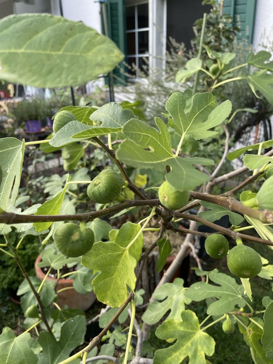 Pflanzen & Samen: Grosser Feigenbaum mit Topf – Neu (gemäss Beschreibung) aus Bäretswil von Evamaria1 4