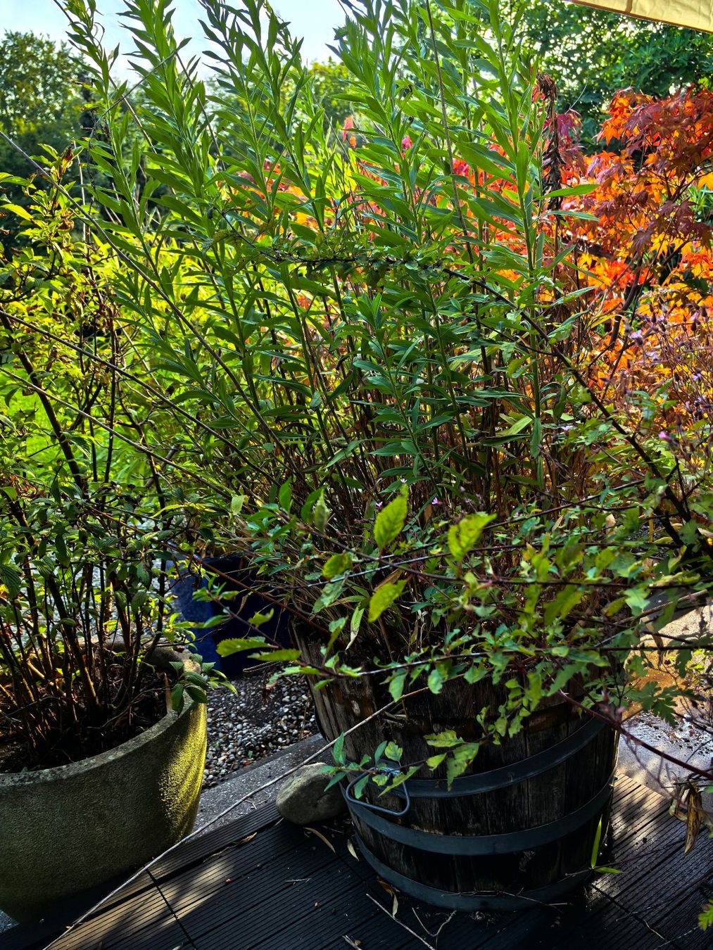 Plantes & graines: Pflanzen mit Kübel – D'occasion à Meilen par lzhemily