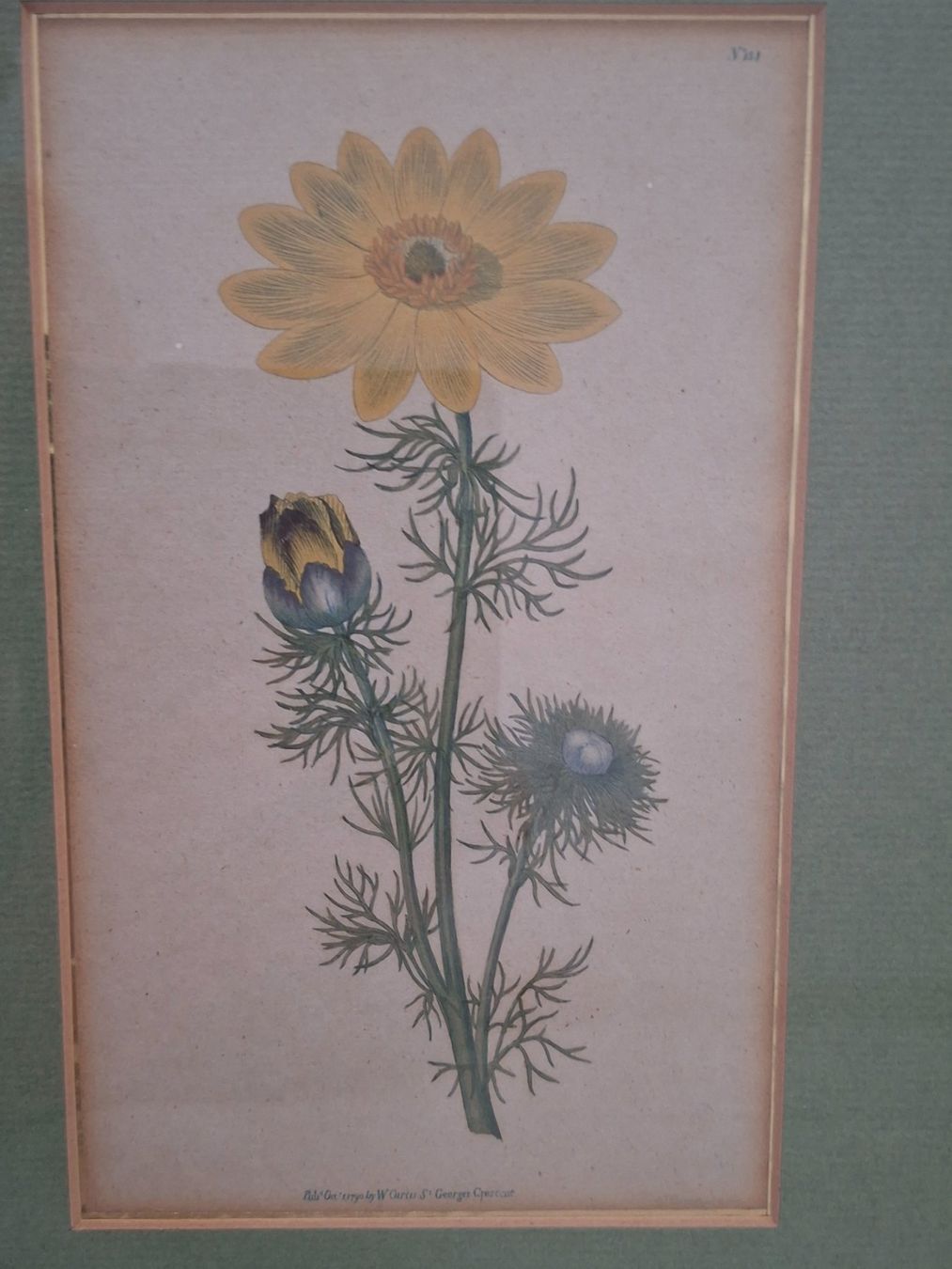 Incisioni: 2 Antike botanische Stiche - 1789, 1790 – Usato da Baldegg venduto da collect.hub 1