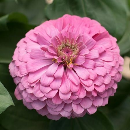 Piante & sementi: 50 Samen Zinnie LUMINOSA PINK Blume – Nuovo (secondo la descrizione) da Ehrendingen venduto da VerveinaSamen 3