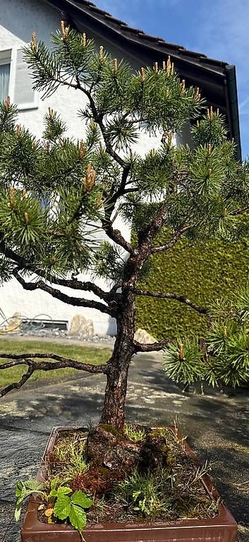 Piante & sementi: Bonsai  – Usato da Niederlenz venduto da mak_6rkg 3