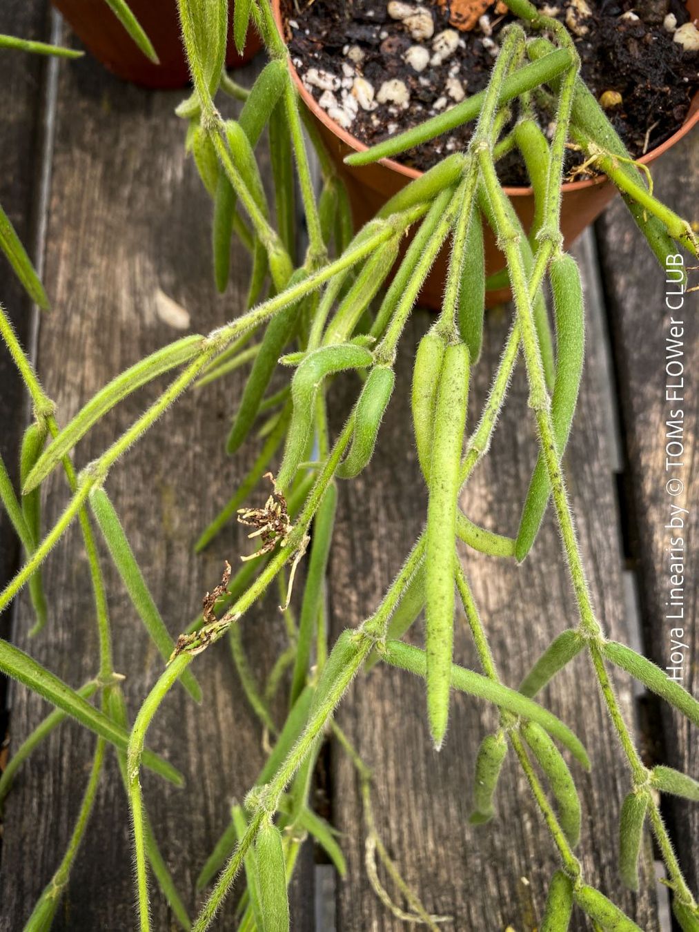 Piante & sementi: Hoya Linearis - leicht und sehr elegant – Nuovo e nell'imballaggio originale da Adliswil venduto da TAKEYOURPLANT 1