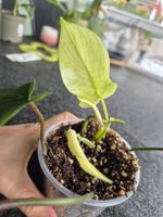 Philodedron Florida Ghost