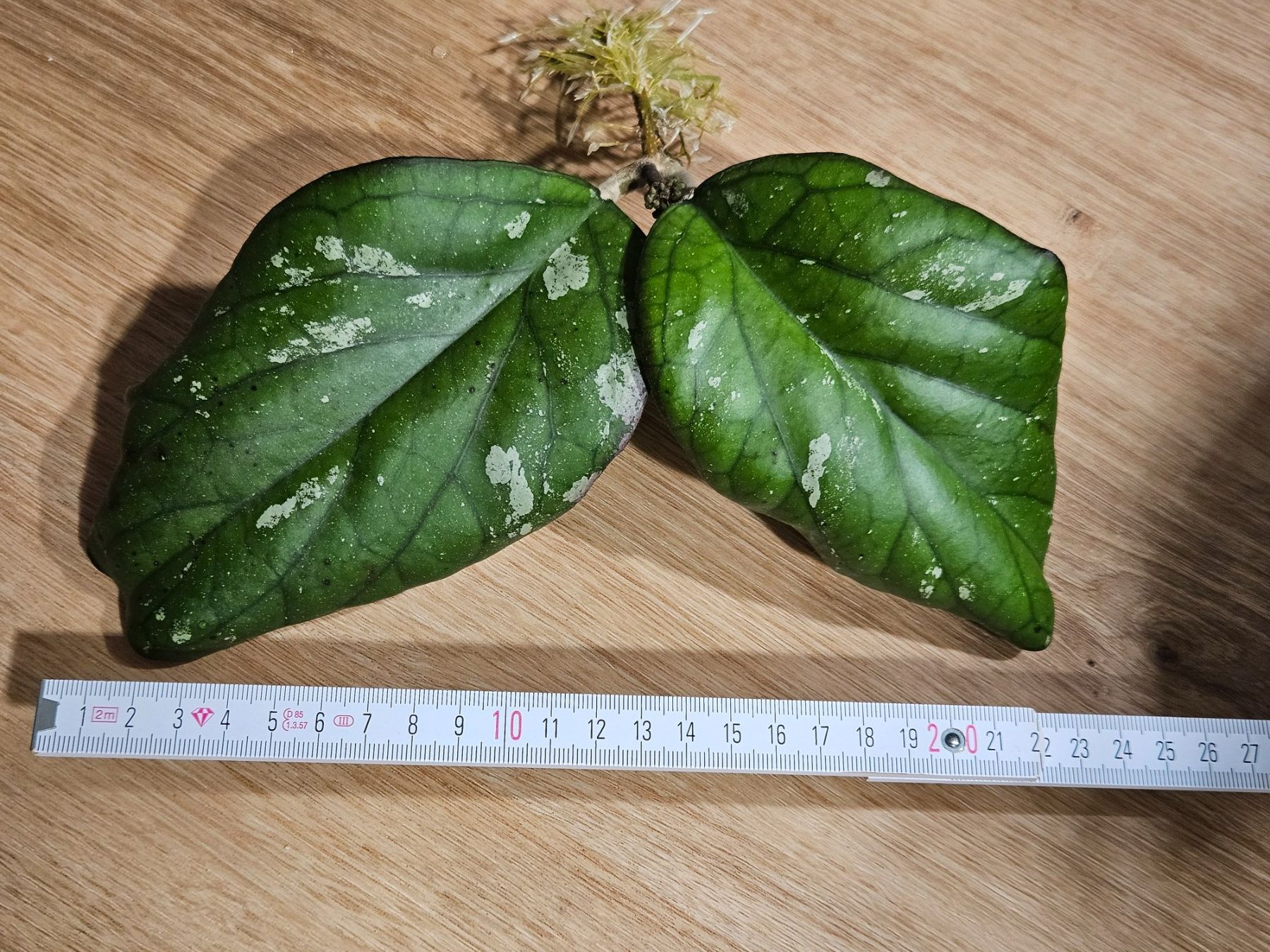 Piante & sementi: Hoya Elephant AH027 – Nuovo (secondo la descrizione) da Buttikon SZ venduto da Jagoda87 2