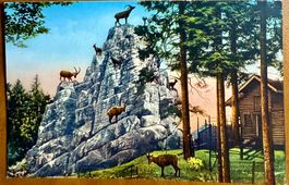St. Gallen - Steinbockfelsen im Wildpark Peter und Paul 1935