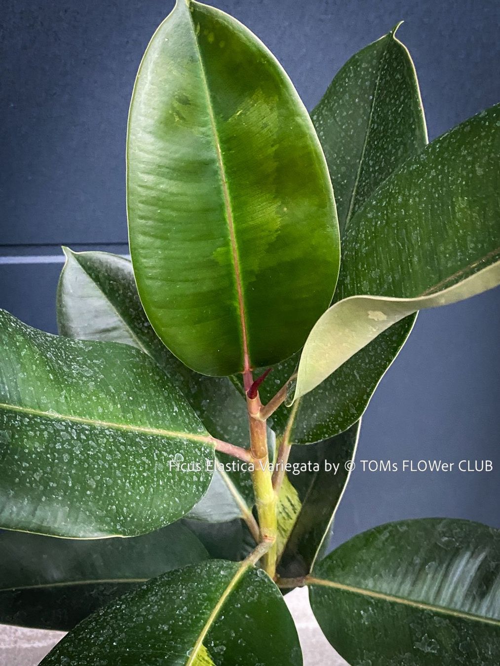 Pflanzen & Samen: Ficus Elastica Variegata - spontane Mutation - Seltenheit – Neu und originalverpackt aus Adliswil von asTOMas963 3