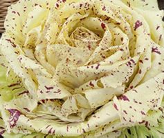 Ab 11.- fr 50 Samen BLATTZICHORIE “VARIEGATA DI CASTELFRANCO