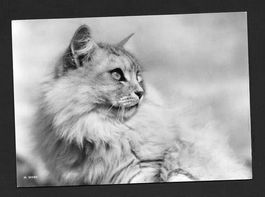 Katze