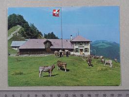Wattwil, Libingen, Berggasthaus Kreuzegg, 1983, Kühe