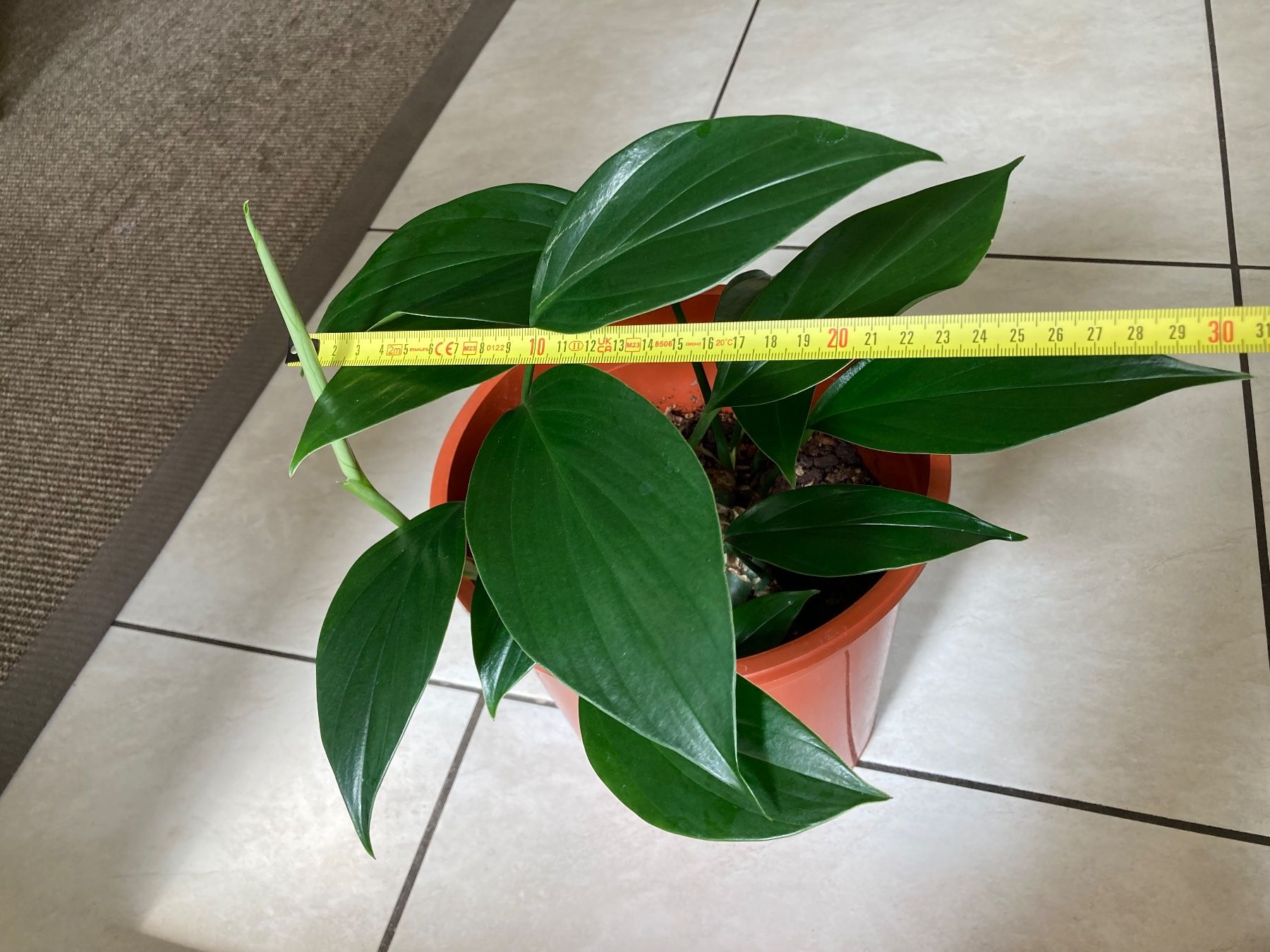 Piante & sementi: Epipremnum pinnatum ‘Dragon Tail’ – Usato da Hitzkirch venduto da eve_may 3