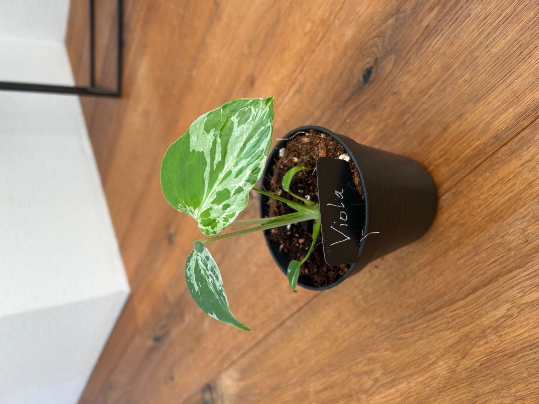 Piante & sementi: Monstera Bulbasur💚 – Nuovo e nell'imballaggio originale da Wattwil venduto da Mikesplantshop 1