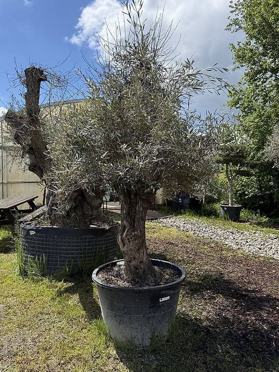 Piante & sementi: Olivenbaum "Olea Europea 01" – Nuovo (secondo la descrizione) da Zuckenriet venduto da Thur_Plant 1