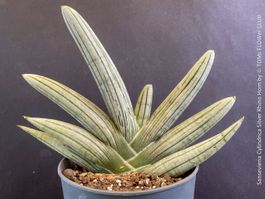 Sansevieria Cylindrica Silver Rhino Horn - wie eine Skulptur