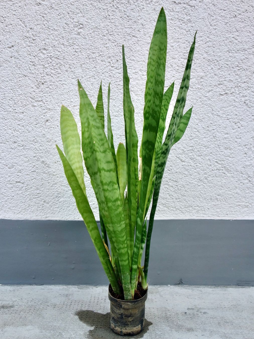 Pflanzen & Samen: Bogenhanf Sansevieria Trifasciata – Neu (gemäss Beschreibung) aus Kerzers von zimmergruen 1