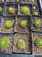 Echinopsis eyriesii – Kugel-Kaktus | Rarität für Sammler