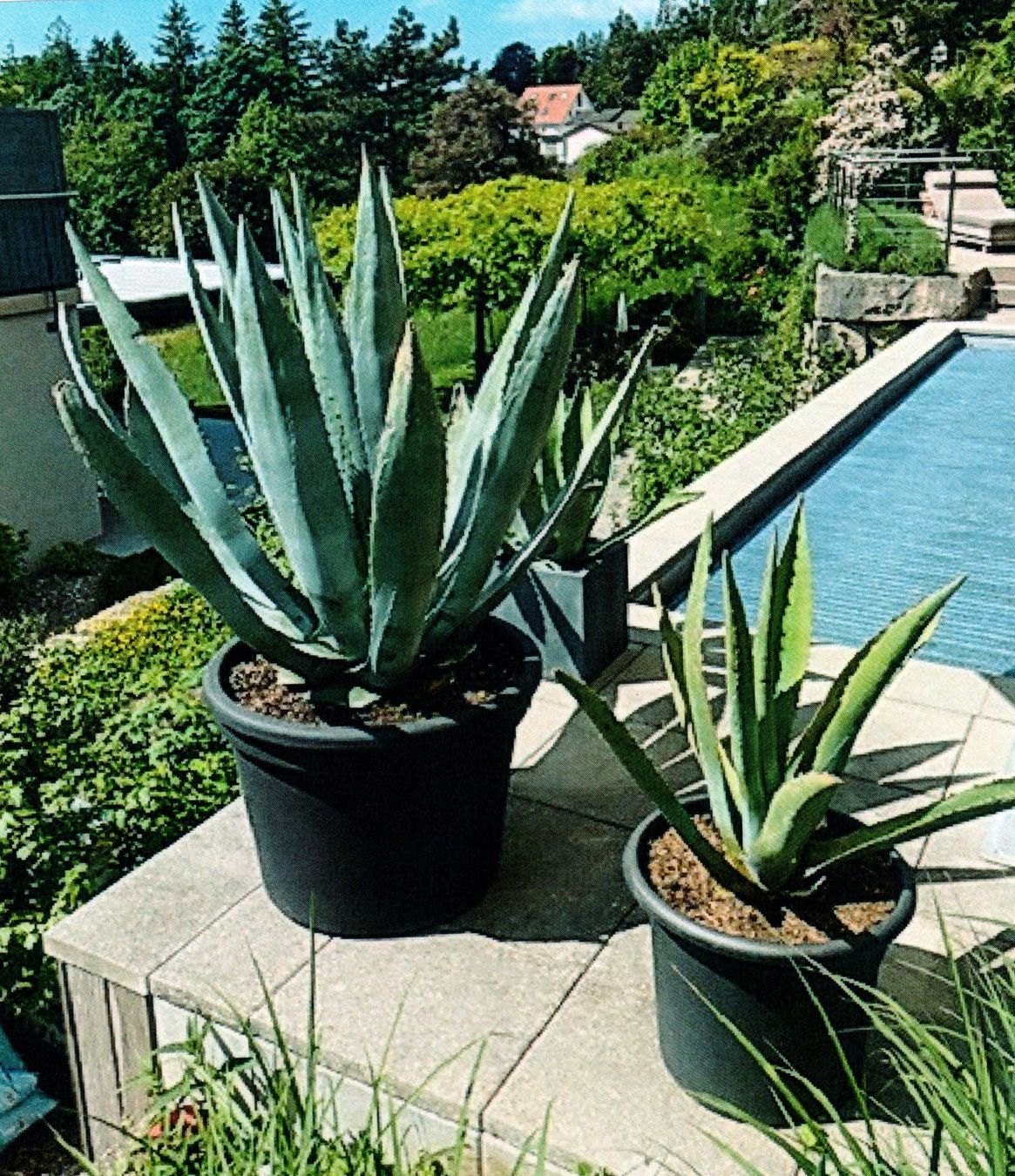 Plantes & graines: Agave – D'occasion à Grenchen par feusi50 1