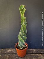 Cereus Forbesii Spiralis - 37cm grosse “Kaktus-Skulptur”