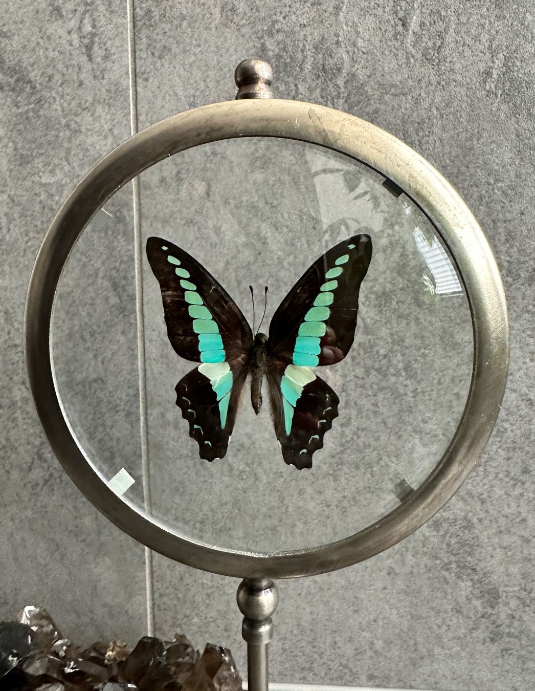 Il mondo degli animali: Papillon naturalisé – Nuovo (secondo la descrizione) da Biel/Bienne venduto da Dragonpandora 1
