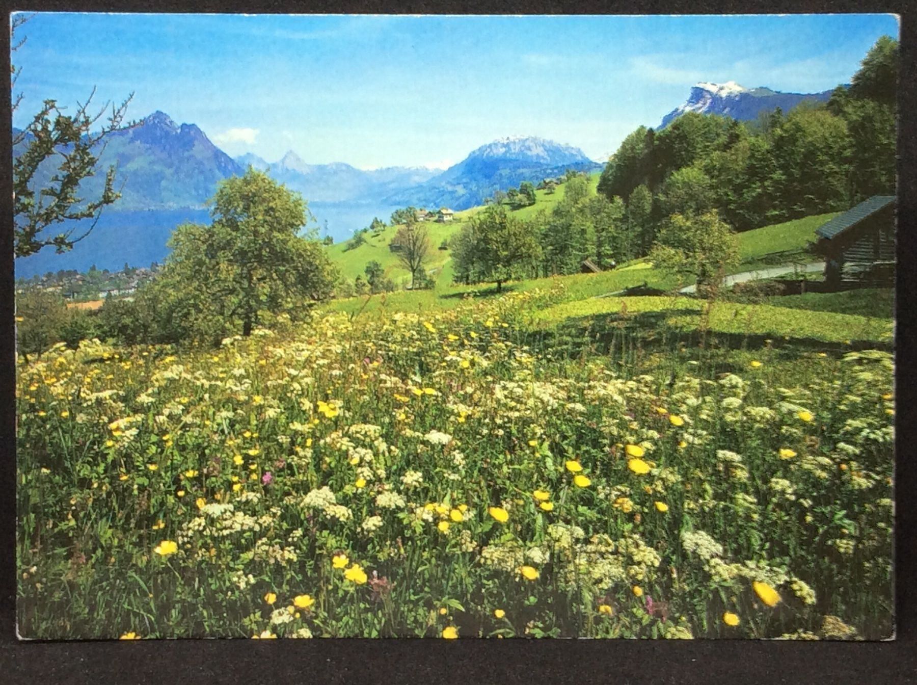 Cartoline postali: Gewaltfreie Aktion Kaiseraugst 1986 – Usato da Widnau venduto da Brusi9