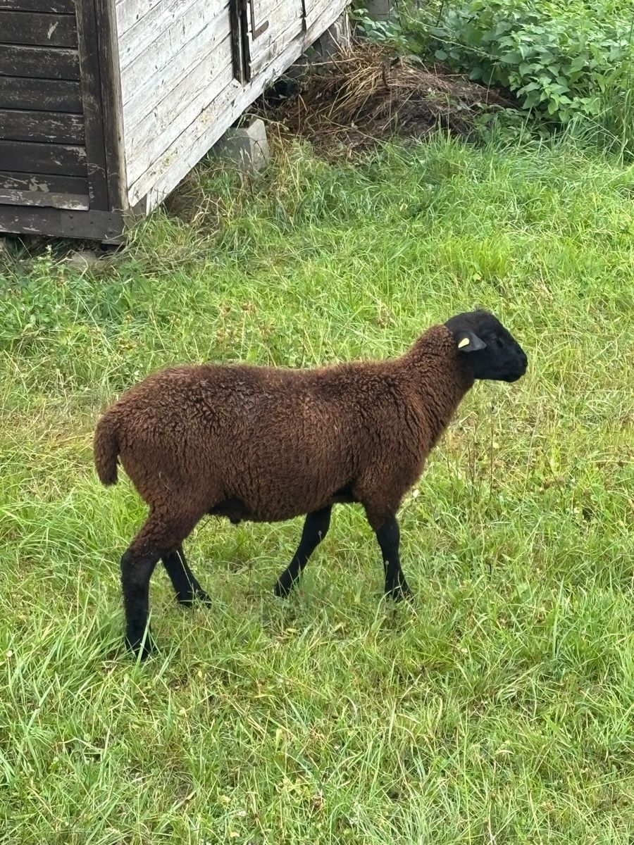 Futter: Schafbock sbs – Gebraucht aus Zuzgen von Deutzfahr00