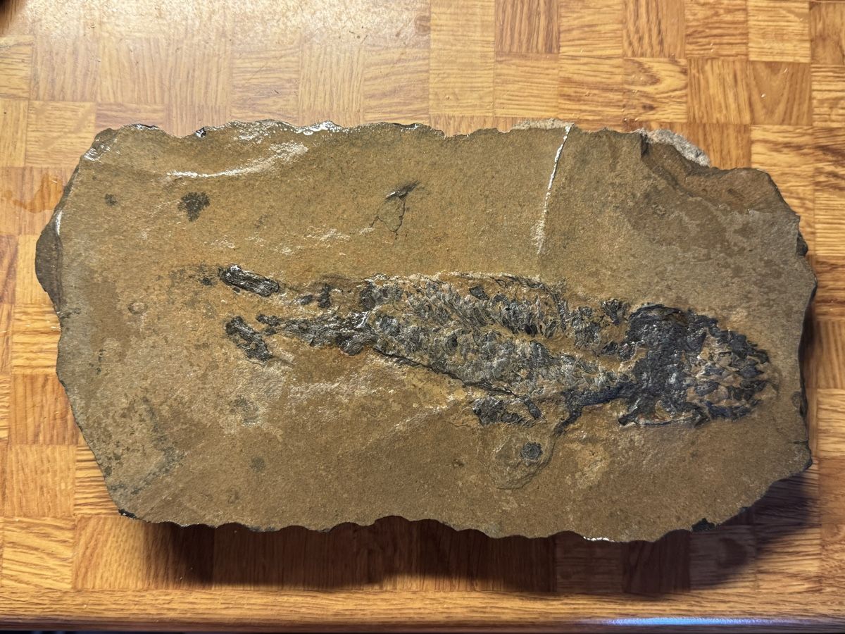 Fossiles: Fischfossil – D'occasion à Huttwil par Nedja0
