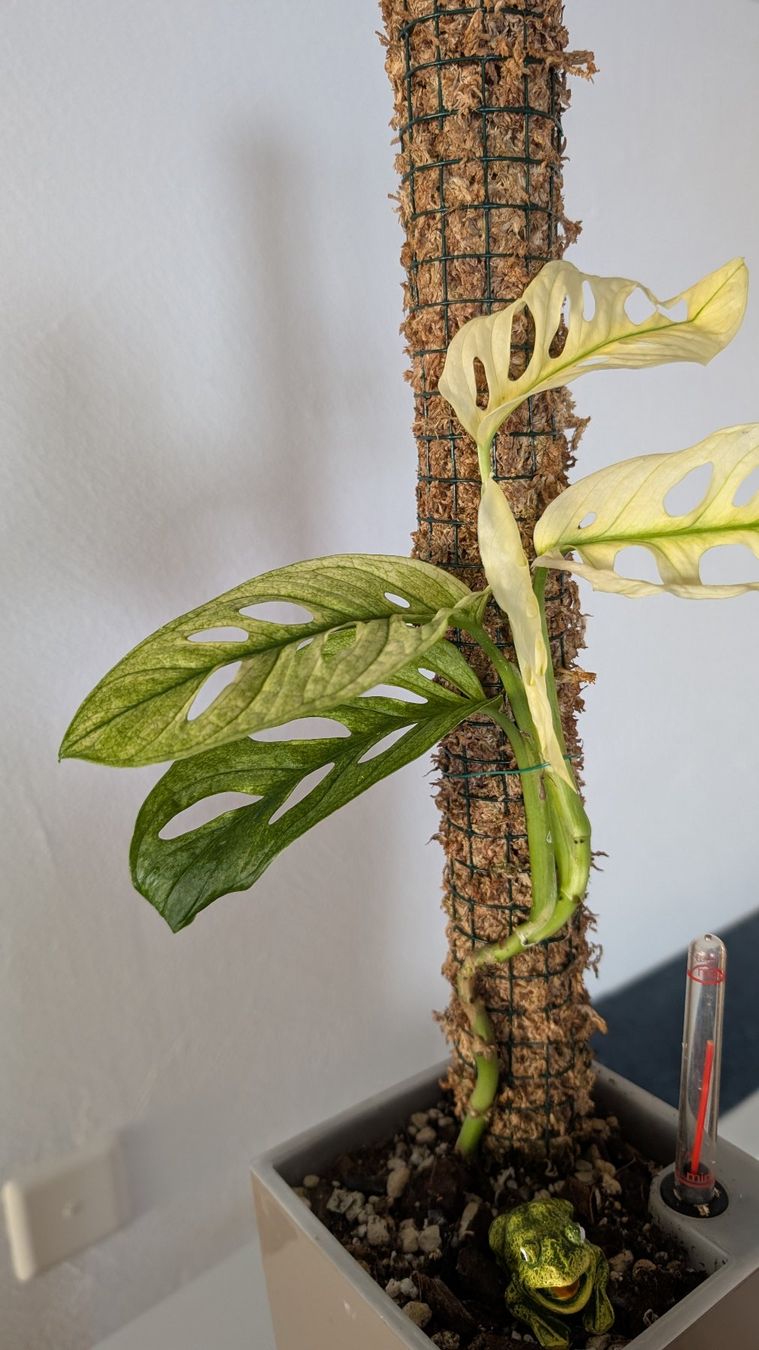 Monstera adansonii 'Variegata' (Gebraucht) in Untervaz fr CHF 15  mit  Lieferung auf Ricardo kaufen