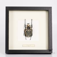 Goliathkäfer - Goliathus orientalis - männlich
