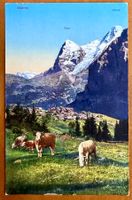 Mürren - Kühe auf der wiese - 1926