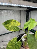 🌱 Alocasia gageana aureau
