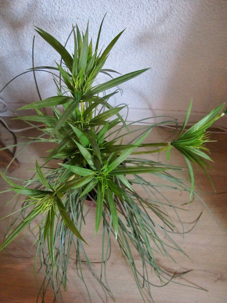 Piante & sementi: Kunstpflanze Deko Zyper Gras Bambus mit Cachepot Übertopf – Usato da Wil ZH venduto da Arbolero 4