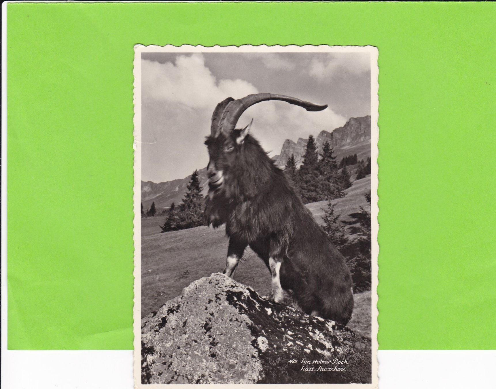 Cartoline postali: Ein stolzer Bock hält Ausschau – Usato da St. Peterzell venduto da neckertal