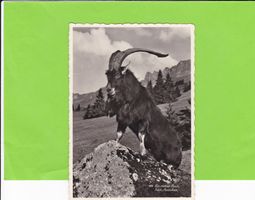 Ein stolzer Bock hält Ausschau