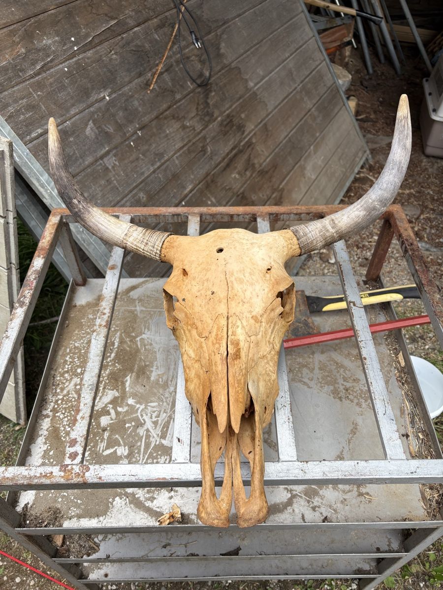Monde des animaux: Schädel eines Yaks – D'occasion à Busswil b.Melchnau par lemmyfreakluc