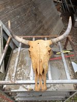 Schädel eines Yaks