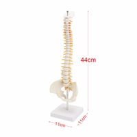 Ab CH-Lager📌 Anatomische Wirbelsäule / Becken Modell