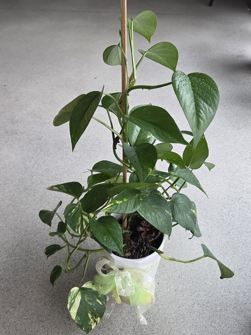 Plantes & graines: Efeutute 58 cm hoch – Neuf (Voir description) à Frauenfeld par Schenken-mit-Herz