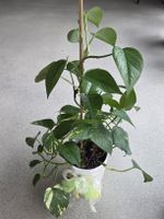 Efeutute 58 cm hoch