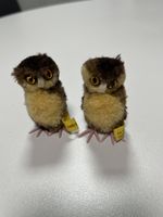 Steiff Eule Art. Nr. 7480/06 ca. 6cm 2 Stück