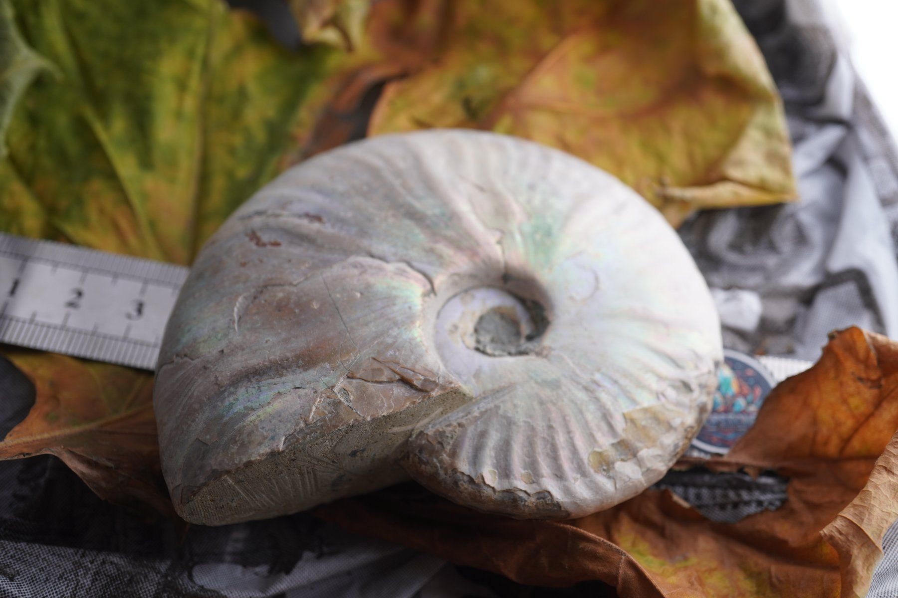 Mineralien & Heilsteine: Ammonit  Opalisiert   Wunderschön  ca  90mm – Neu und originalverpackt aus Eschenbach SG von topstone 3