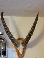 Steinbock 7 1/2 jährig