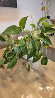 Schöne Efeutute (Pothos) mit Topf